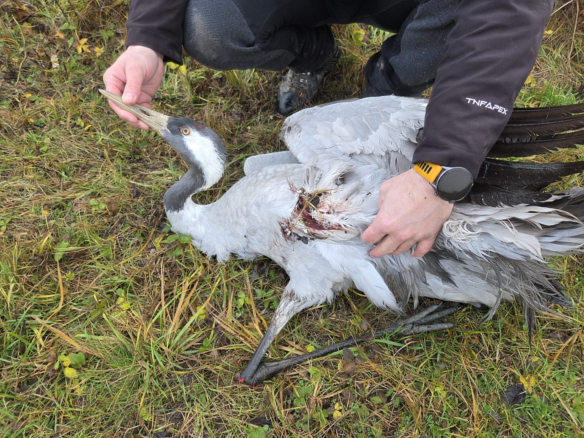 Zastrelené žeriavy a vyrúbaný les vzácneho chavkoša. Bol to čierny týždeň pre vtáky, hovorí ornitológ Matej Repel