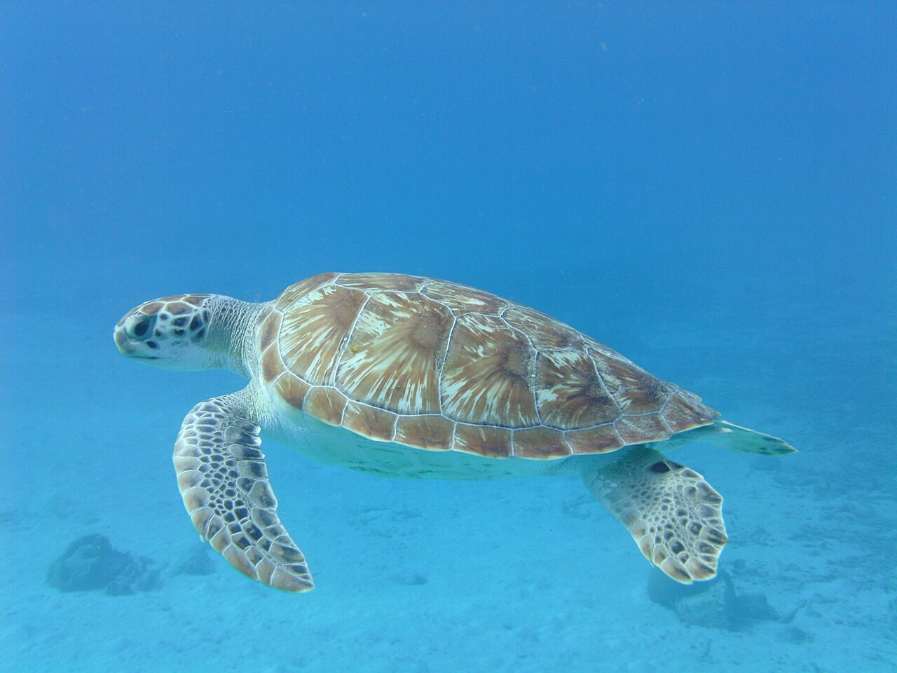 Miera vrážd vo svete je rekordne nízka, zachránená je aj korytnačka z Pelíškov (dobré správy roku 2025)