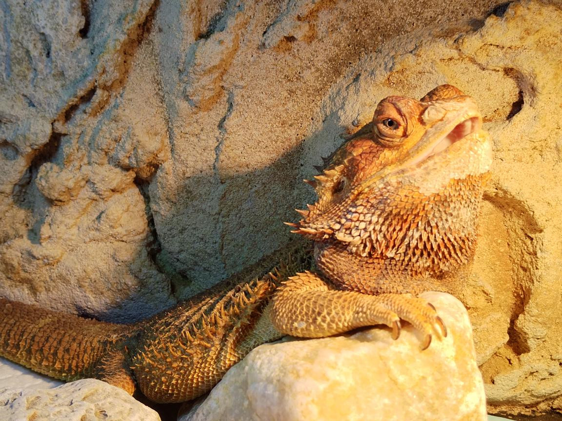 Náš Agi a kašička pro ještěry