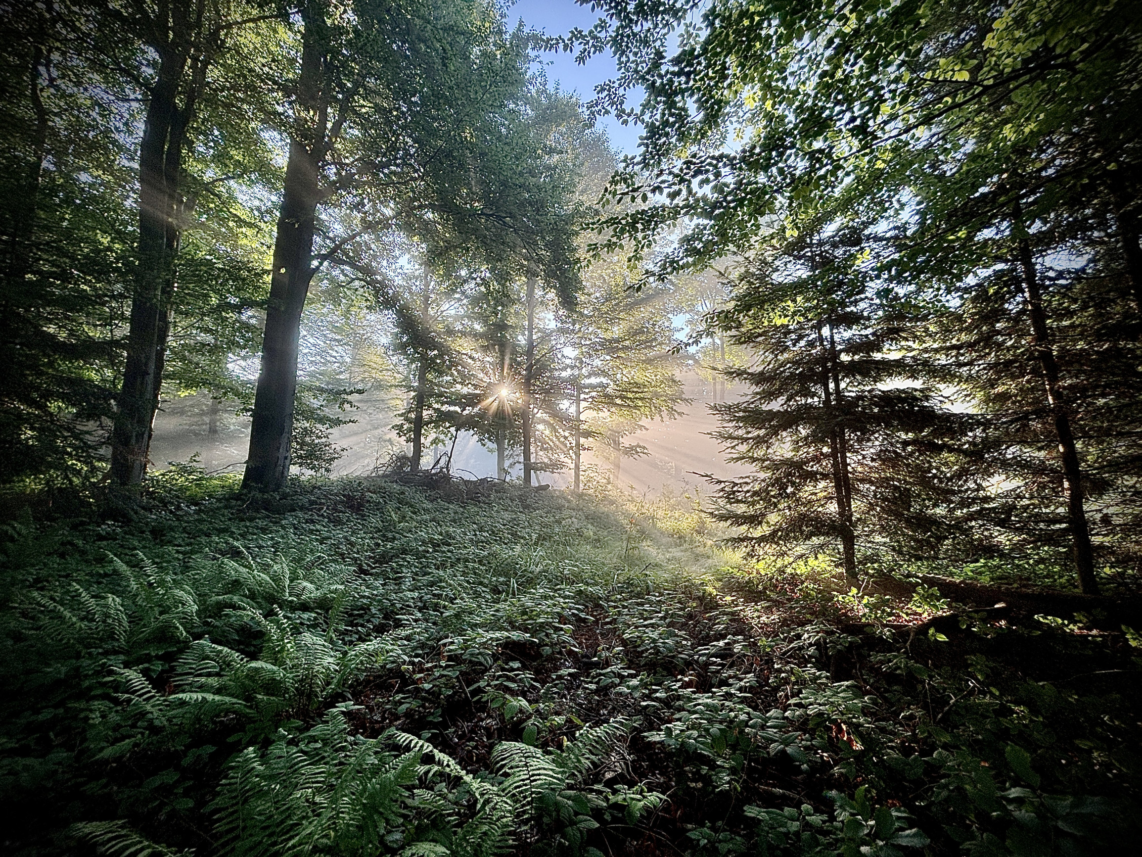 Poloniny sú posledná rozprávková krajina, Taraba a&nbsp;Kuffa ju chcú zničiť