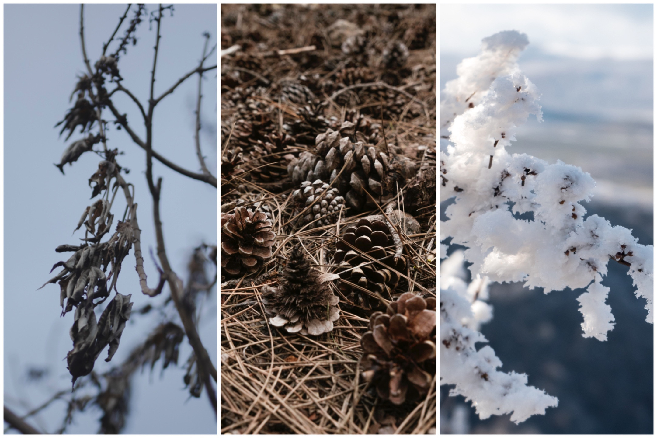 Čo hovoria predpovede o Vianociach a Silvestri: zmena príde o niekoľko dní, no stabilná tuhá zima je ešte v nedohľadne