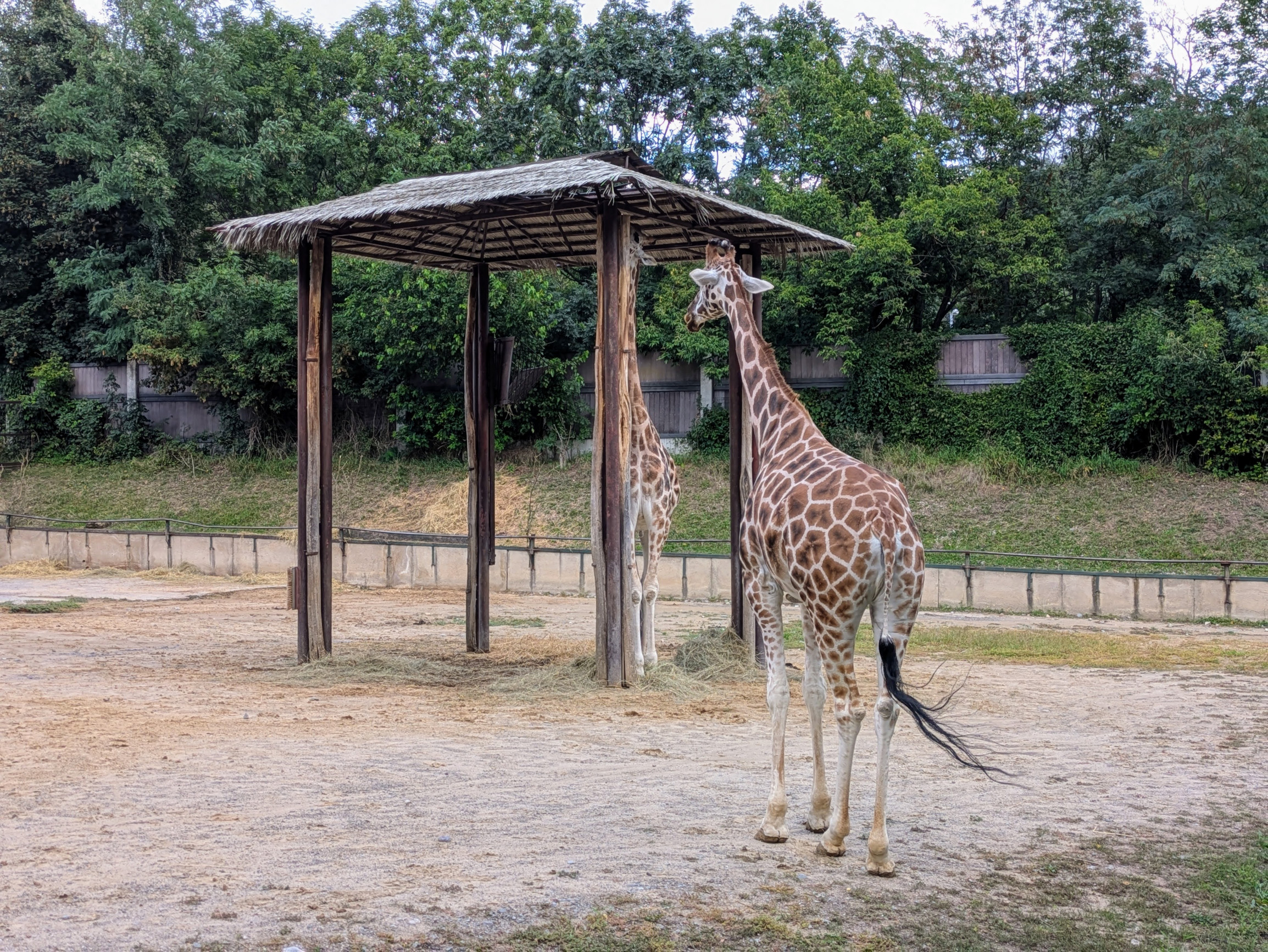 Žirafy v&nbsp;pozadí so zapadajúcim slnkom a&nbsp;televíznou vežou. Nové planetárium v&nbsp;bratislavskej ZOO prispeje ku vzniku afrického kopca