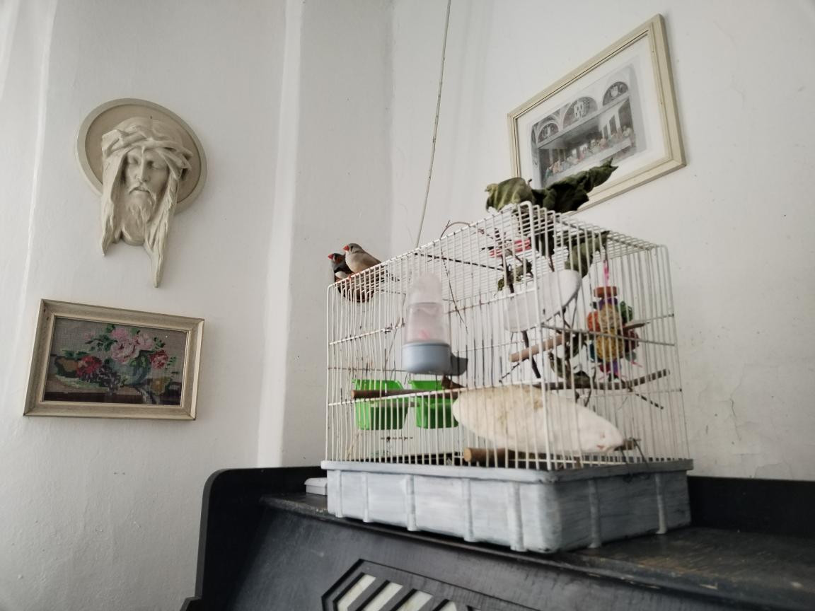 Zebřičky mi opět uletěly 11. ledna 2026!