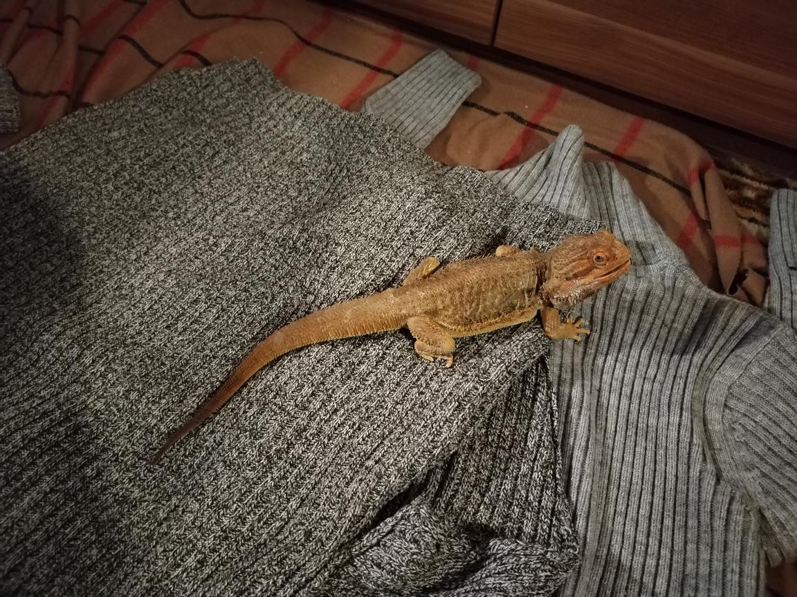 Náš Agi 17. ledna 2026