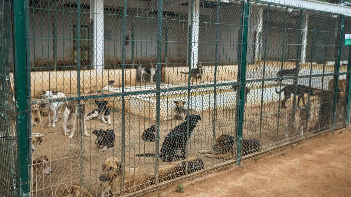 Psia krv na futbalovej lopte a hnev generácie Z. Prečo zabíjajú milióny zvierat pre Africký pohár národov a MS v Maroku