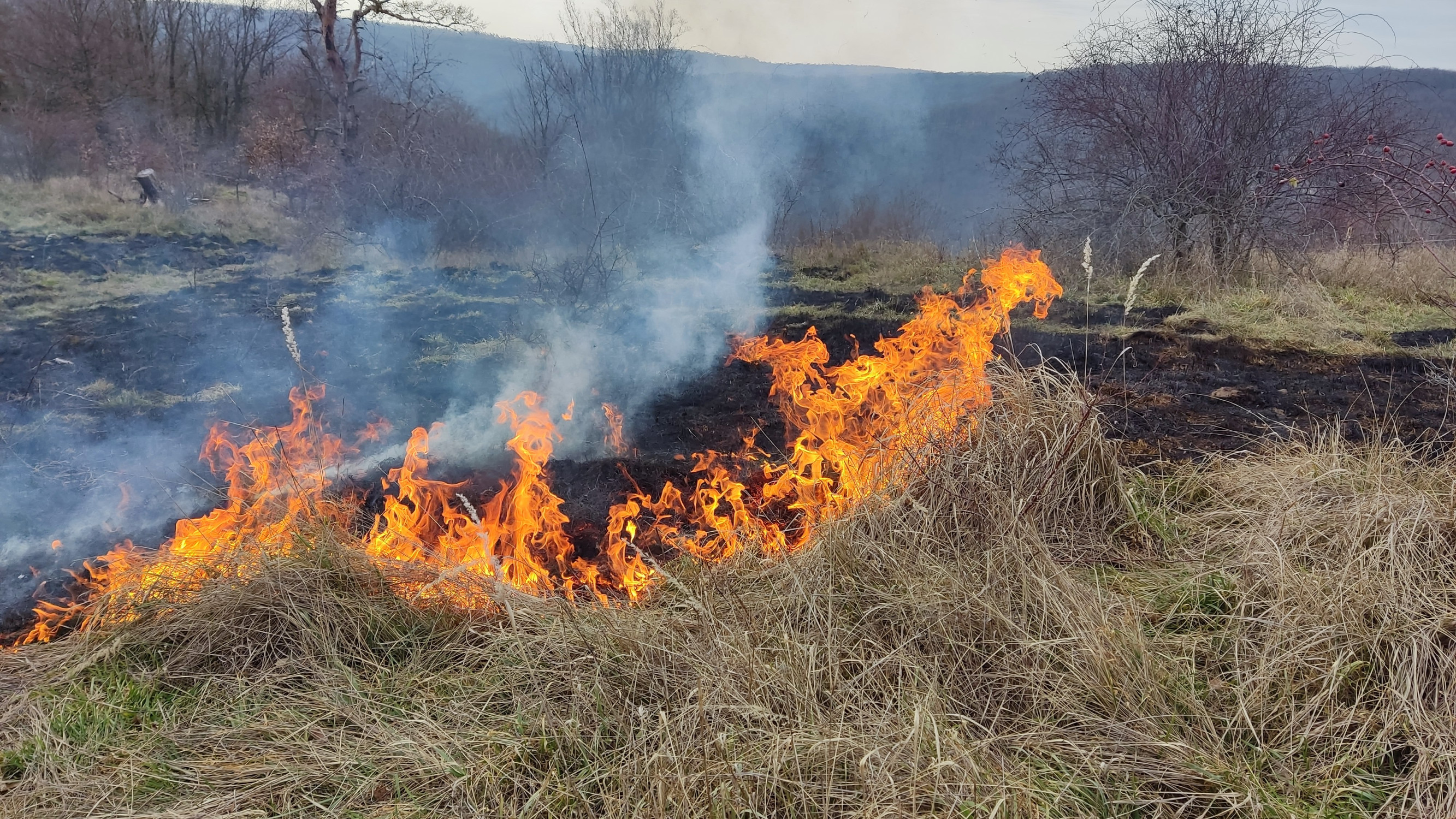 Riadené požiare pomáhajú vzácnym biotopom, upálené zajačiky sú len mýtus