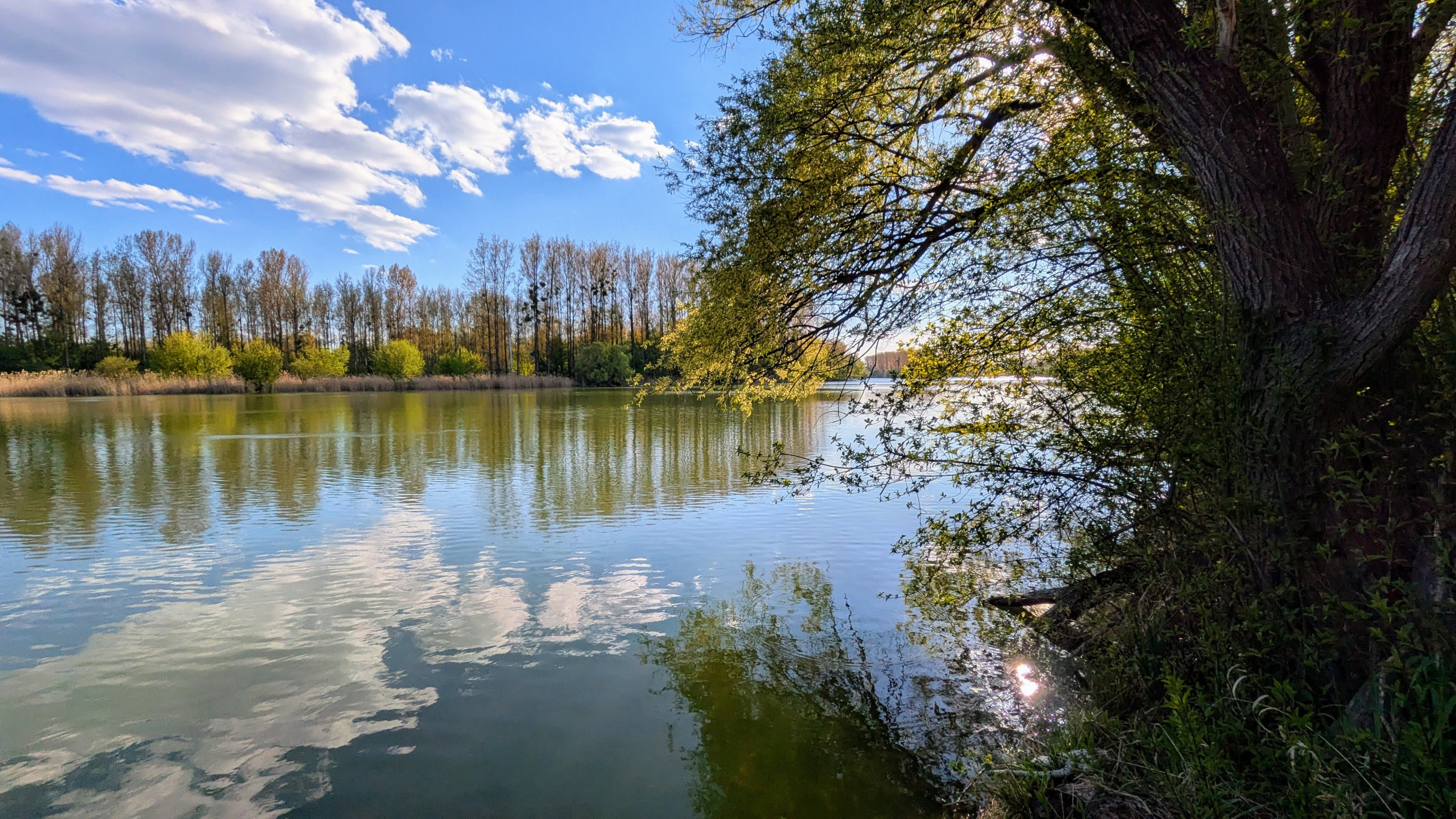 Od voľne tečúcej rieky k manažovaným jazerám: príbeh dunajských luhov po spustení Gabčíkova