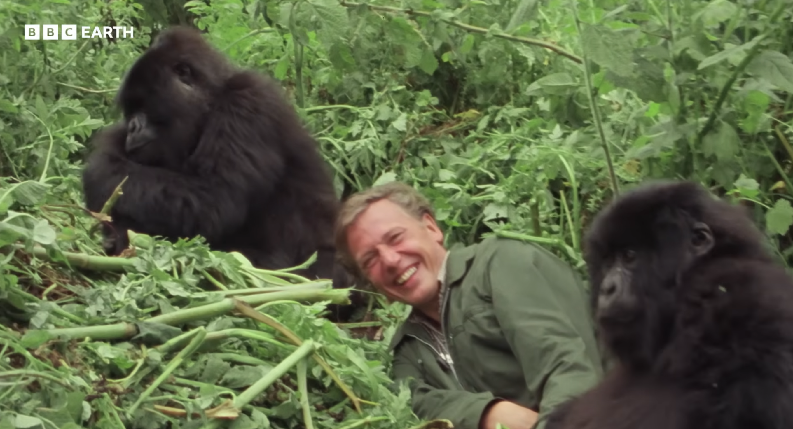 Pre veľké zuby ho pred kamerou najskôr nechceli, potom sa stal tvárou dokumentov o&nbsp;prírode. David Attenborough má sto rokov