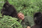 Pre veľké zuby ho pred kamerou najskôr nechceli, potom sa stal tvárou dokumentov o prírode. David Attenborough má sto rokov
