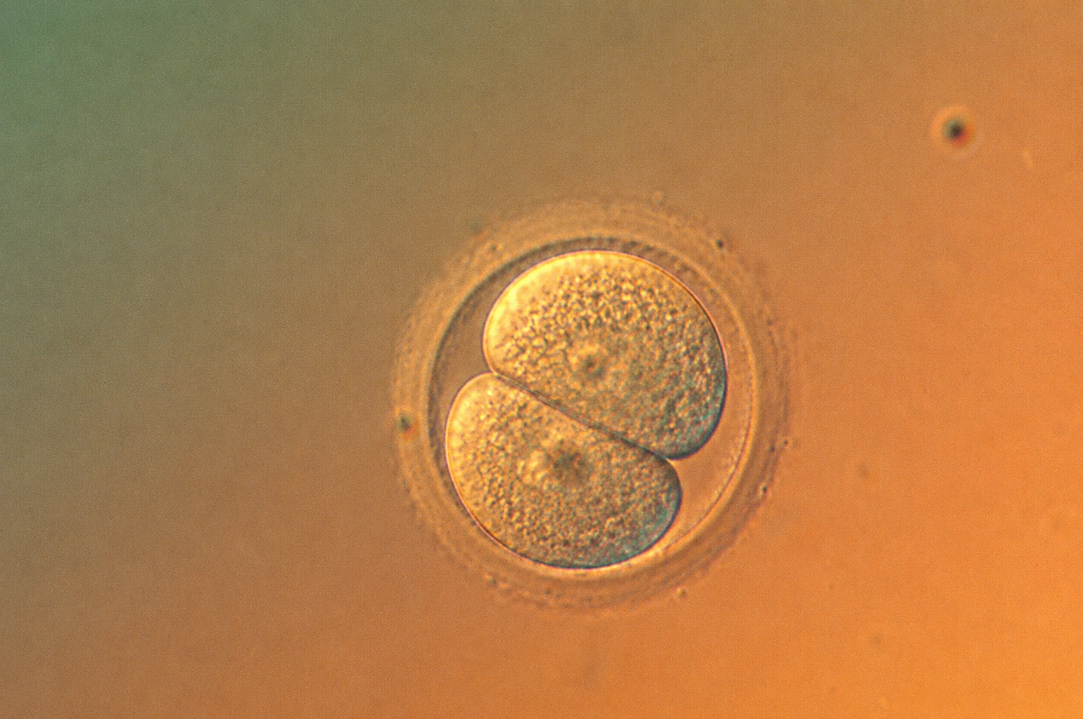 Úprava DNA ľudských embryí je opäť o čosi presnejš
